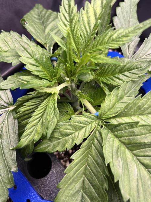 AutoFlowering_DLI_Autopot_20/4h. Week 4