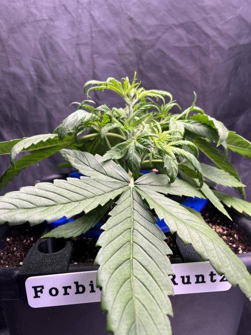 AutoFlowering_DLI_Autopot_20/4h. Week 4