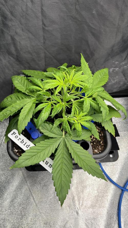 AutoFlowering_DLI_Autopot_20/4h. Week 4