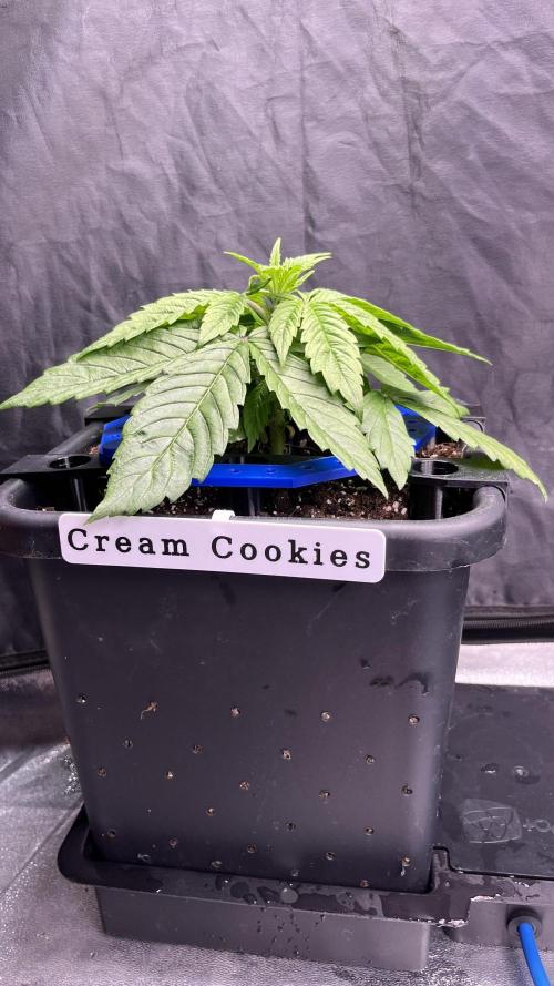 AutoFlowering_DLI_Autopot_20/4h. Week 4