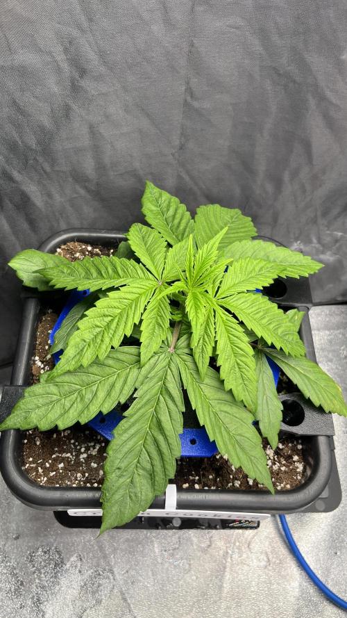 AutoFlowering_DLI_Autopot_20/4h. Week 4