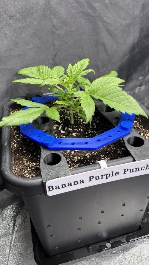 AutoFlowering_DLI_Autopot_20/4h. Week 4