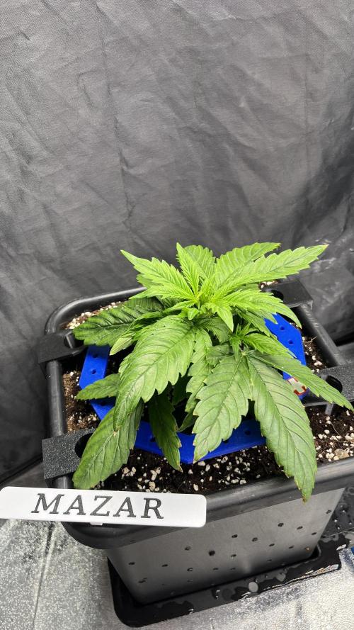 AutoFlowering_DLI_Autopot_20/4h. Week 4