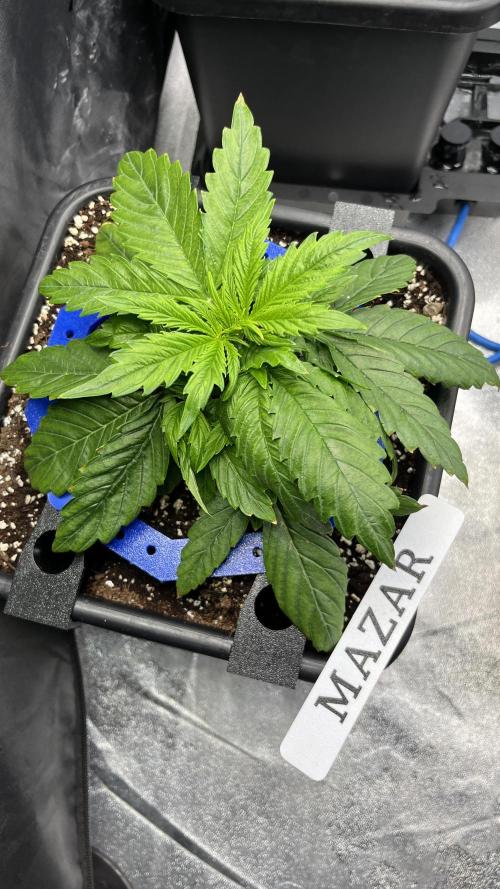 AutoFlowering_DLI_Autopot_20/4h. Week 4