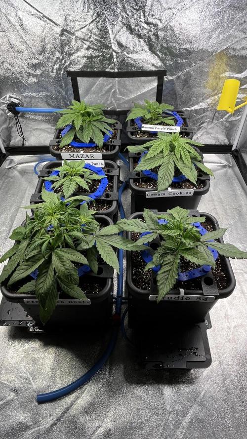 AutoFlowering_DLI_Autopot_20/4h. Week 4
