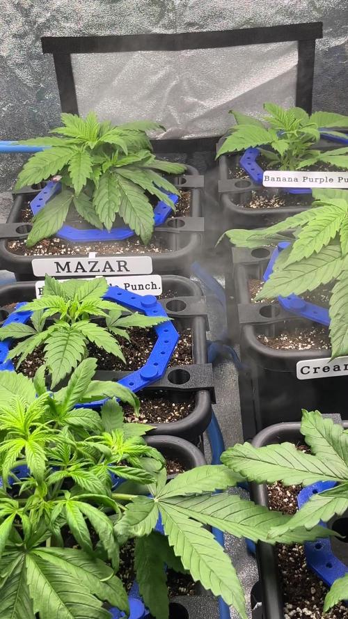 AutoFlowering_DLI_Autopot_20/4h