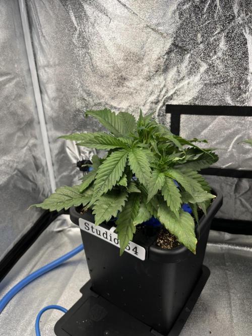 AutoFlowering_DLI_Autopot_20/4h. Week 5