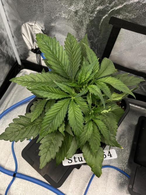 AutoFlowering_DLI_Autopot_20/4h. Week 5