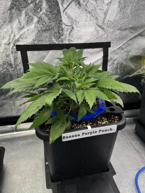 AutoFlowering_DLI_Autopot_20/4h. Week 5