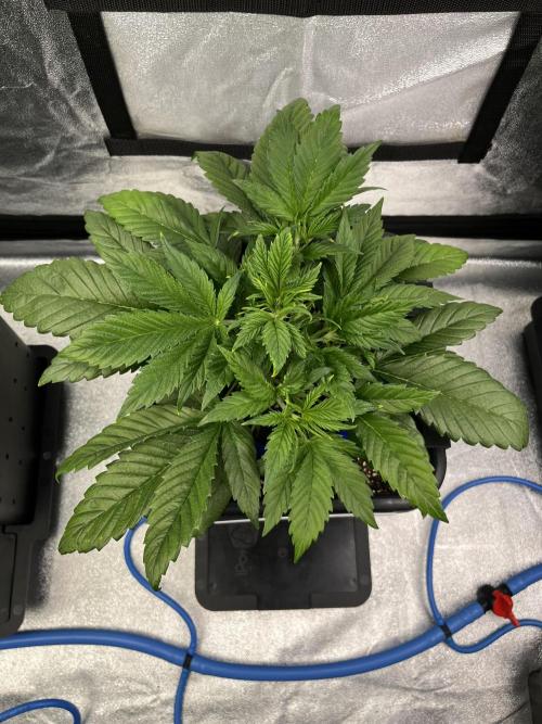 AutoFlowering_DLI_Autopot_20/4h. Week 5