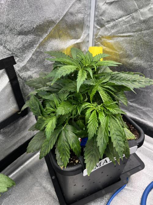 AutoFlowering_DLI_Autopot_20/4h. Week 5