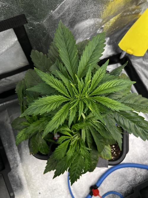 AutoFlowering_DLI_Autopot_20/4h. Week 5