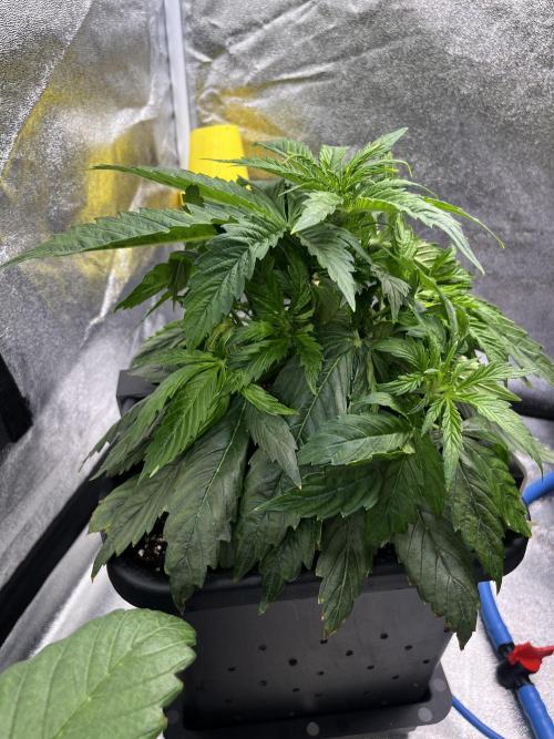 AutoFlowering_DLI_Autopot_20/4h. Week 5