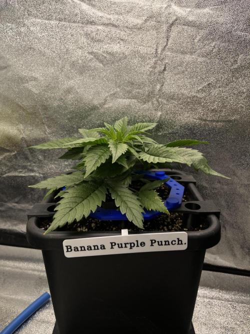 AutoFlowering_DLI_Autopot_20/4h. Week 5