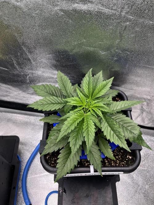 AutoFlowering_DLI_Autopot_20/4h. Week 5