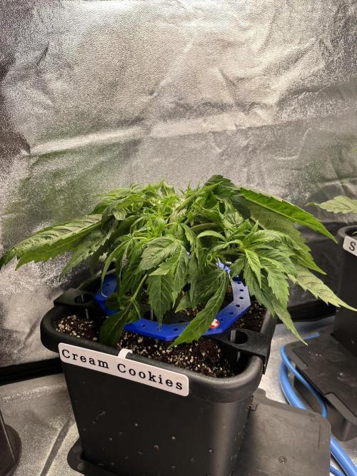 AutoFlowering_DLI_Autopot_20/4h. Week 5