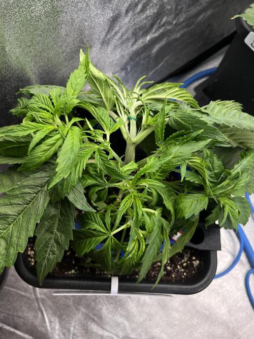AutoFlowering_DLI_Autopot_20/4h. Week 5