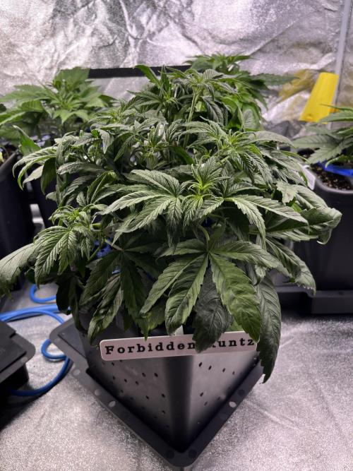AutoFlowering_DLI_Autopot_20/4h. Week 5