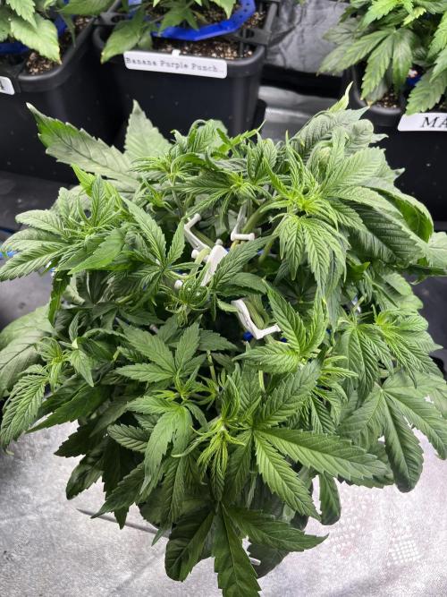 AutoFlowering_DLI_Autopot_20/4h. Week 5