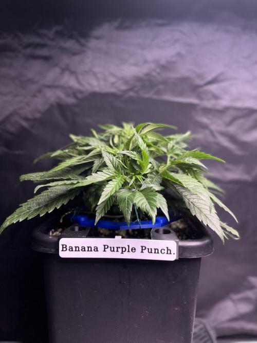 AutoFlowering_DLI_Autopot_20/4h. Week 6