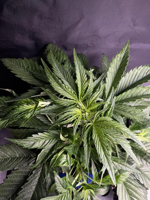 AutoFlowering_DLI_Autopot_20/4h. Week 6