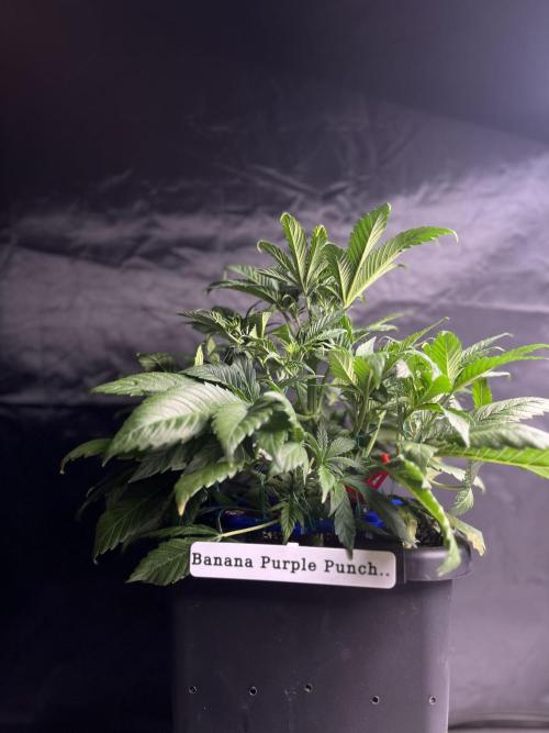 AutoFlowering_DLI_Autopot_20/4h. Week 6
