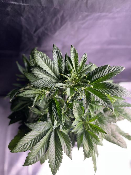 AutoFlowering_DLI_Autopot_20/4h. Week 6
