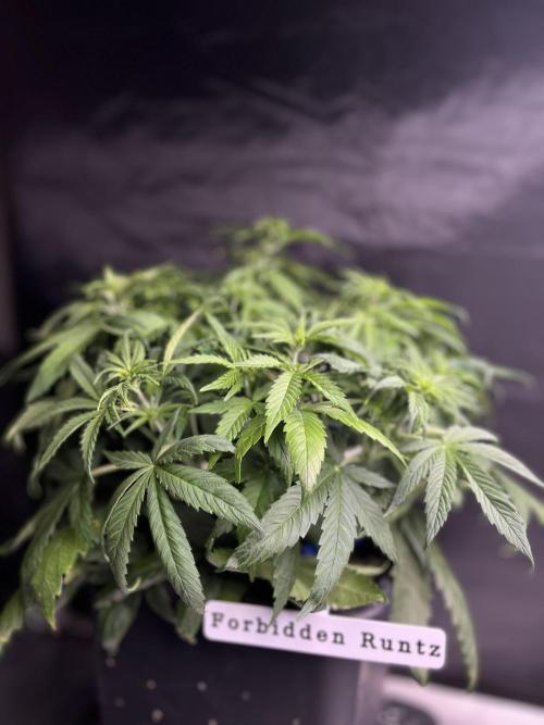 AutoFlowering_DLI_Autopot_20/4h. Week 6