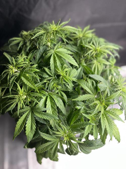 AutoFlowering_DLI_Autopot_20/4h. Week 6