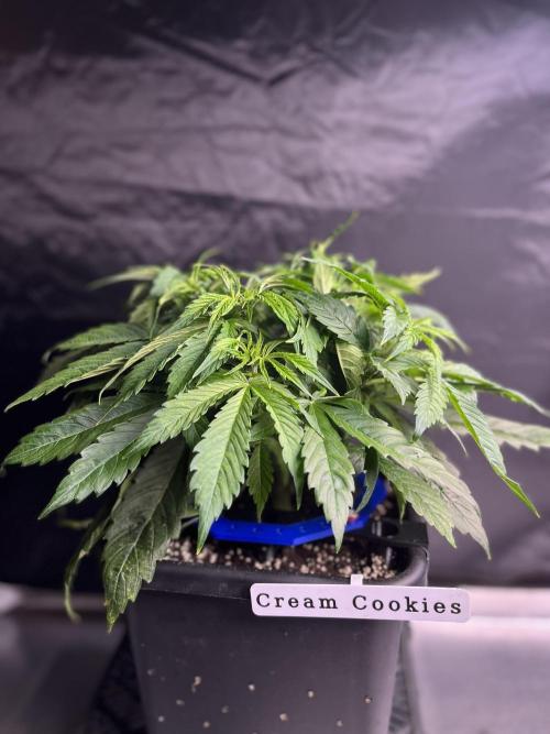 AutoFlowering_DLI_Autopot_20/4h. Week 6