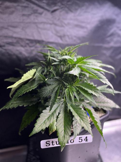 AutoFlowering_DLI_Autopot_20/4h. Week 6