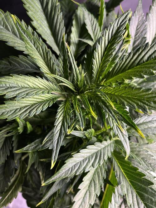 AutoFlowering_DLI_Autopot_20/4h. Week 6