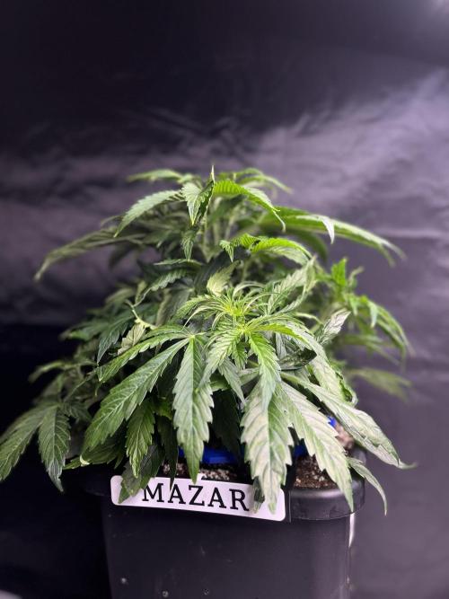 AutoFlowering_DLI_Autopot_20/4h. Week 6
