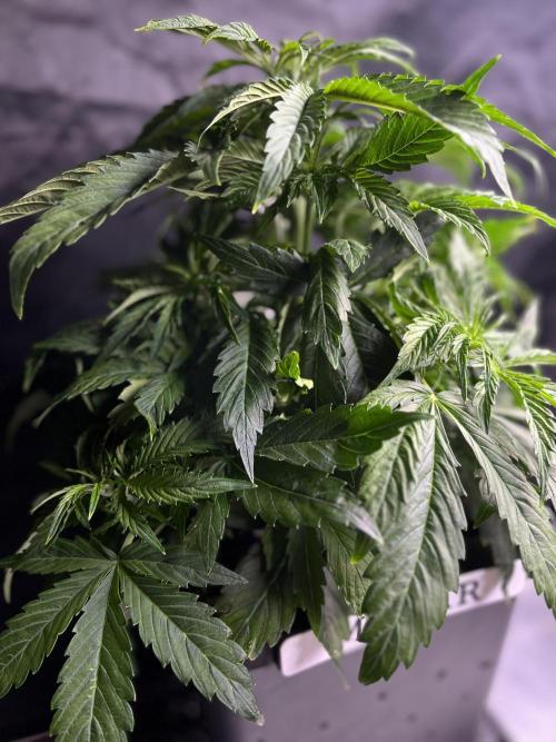 AutoFlowering_DLI_Autopot_20/4h. Week 6