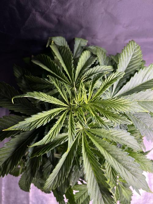 AutoFlowering_DLI_Autopot_20/4h. Week 6