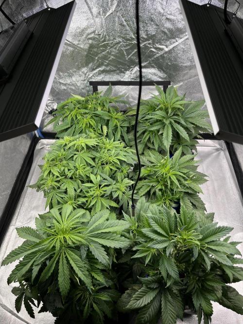AutoFlowering_DLI_Autopot_20/4h. Week 6