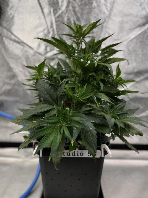 AutoFlowering_DLI_Autopot_20/4h. Week 7