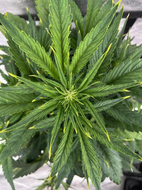 AutoFlowering_DLI_Autopot_20/4h. Week 7