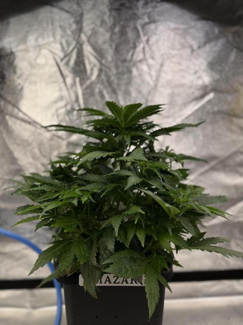 AutoFlowering_DLI_Autopot_20/4h. Week 7