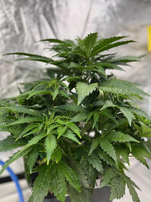 AutoFlowering_DLI_Autopot_20/4h. Week 7