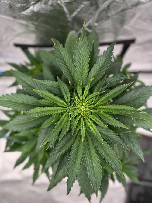 AutoFlowering_DLI_Autopot_20/4h. Week 7