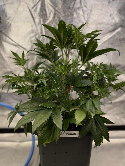 AutoFlowering_DLI_Autopot_20/4h. Week 7