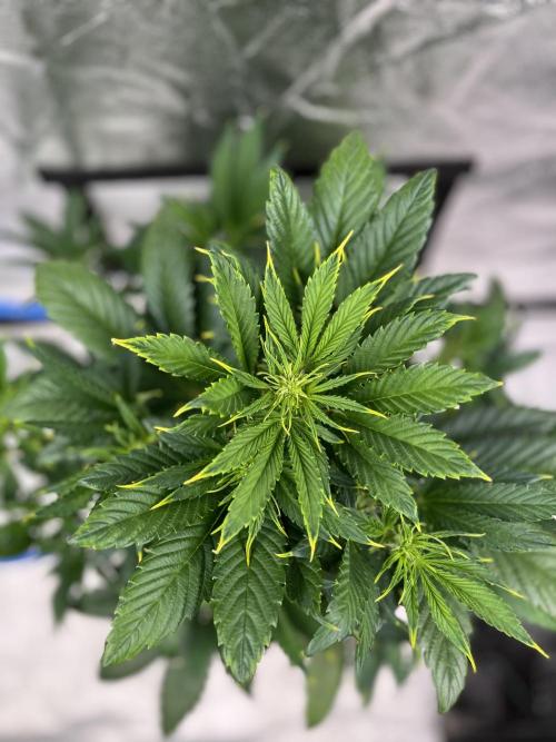 AutoFlowering_DLI_Autopot_20/4h. Week 7