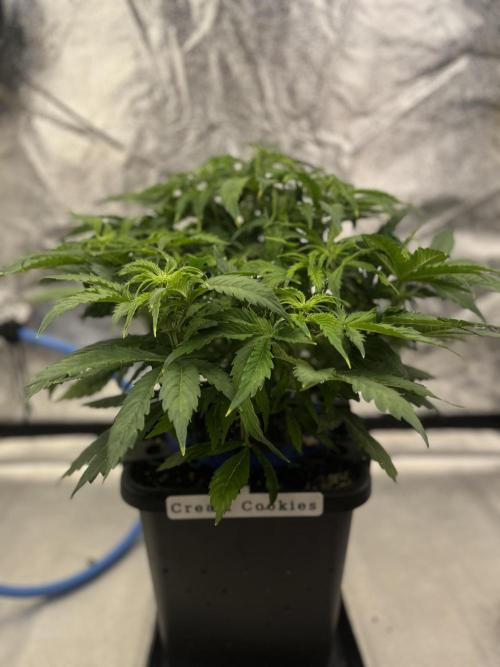AutoFlowering_DLI_Autopot_20/4h. Week 7