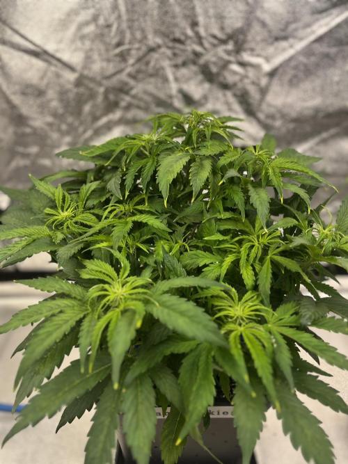 AutoFlowering_DLI_Autopot_20/4h. Week 7