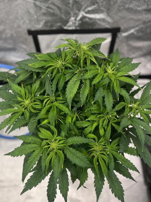 AutoFlowering_DLI_Autopot_20/4h. Week 7