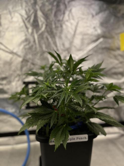 AutoFlowering_DLI_Autopot_20/4h. Week 7