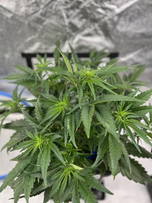 AutoFlowering_DLI_Autopot_20/4h. Week 7