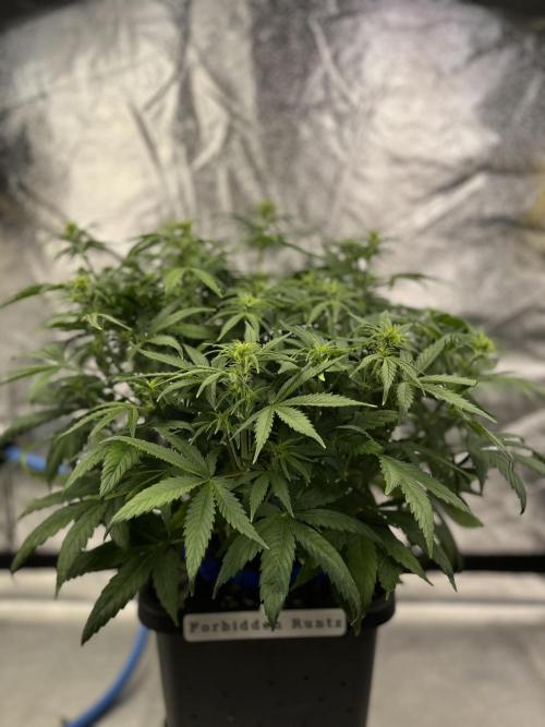 AutoFlowering_DLI_Autopot_20/4h. Week 7