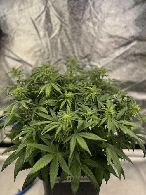 AutoFlowering_DLI_Autopot_20/4h. Week 7